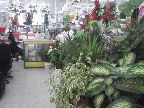 Dükkânın iç kısmı: yerden tavana kadar saksı bitkileri, yeşillikler ve kesme çiçek dolapları
