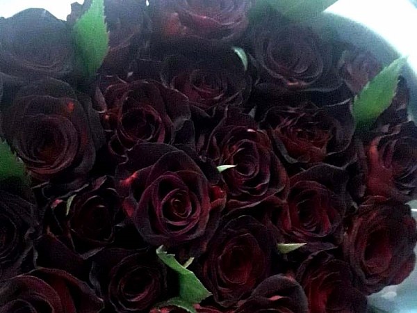 Kucak dolusu bordo gül demeti, tezgâh üzerinde
